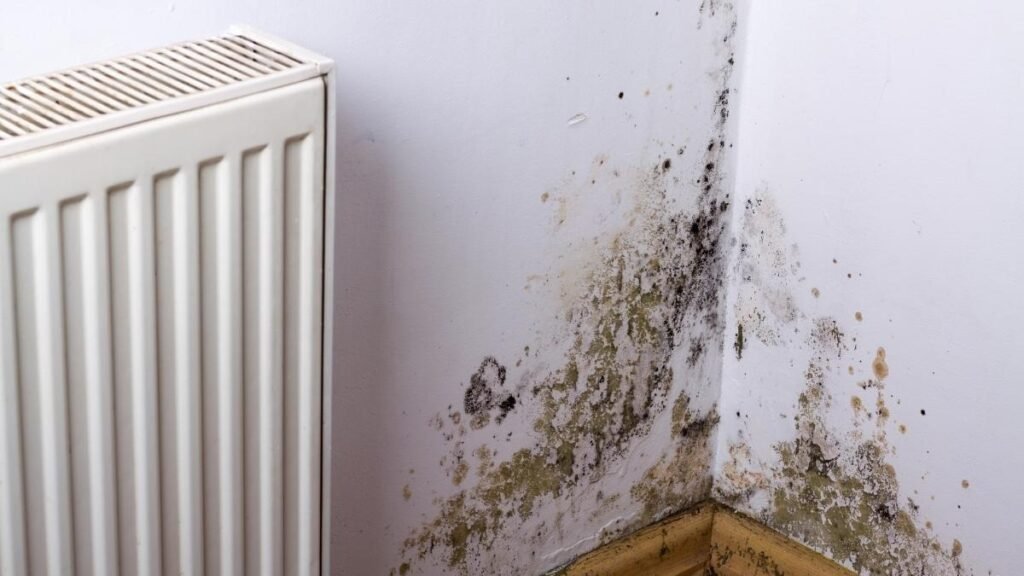 schimmel keller entfernen kosten – tipps zur kosteneffizienten sanierung