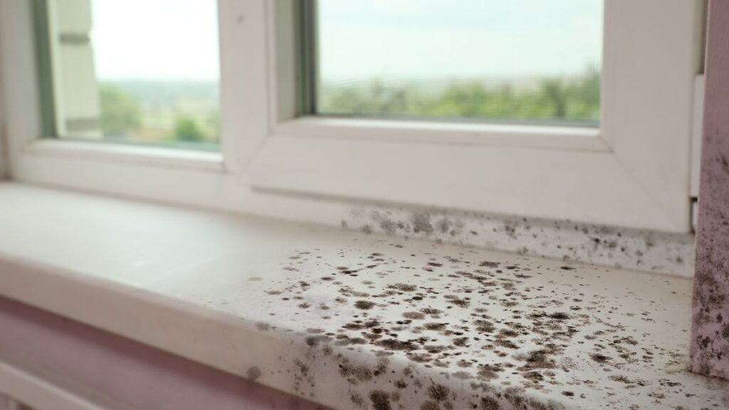 schimmel keller sanieren – effektive lösungen vom experten