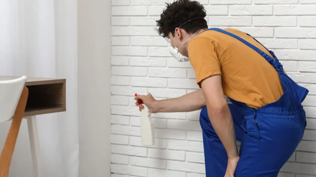 Feinreinigung Schimmel – schonende & effektive Schimmelentfernung