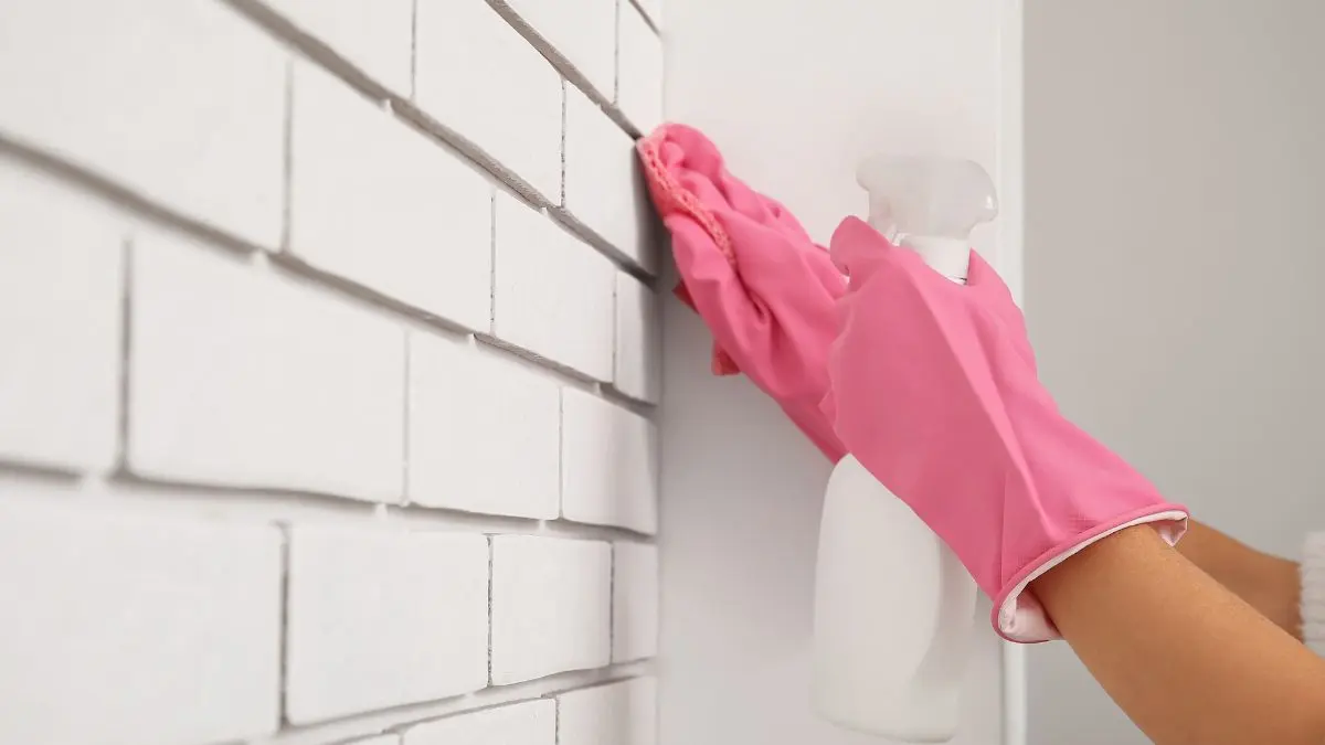 feinreinigung schimmel